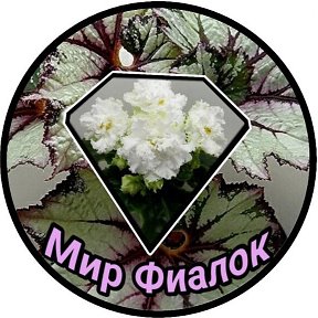 Фотография от МИР ФИАЛОК