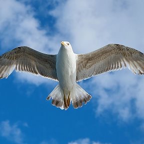 Фотография от ЛАРИСА ЧАЙКА