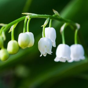 Фотография от Нина Плюйко  (Каликина)