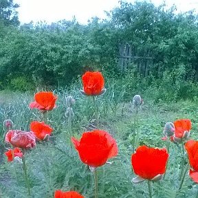 Фотография "расвели к моему дню рождения"