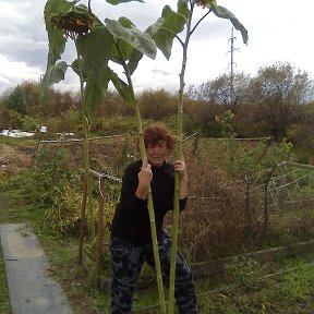 Фотография "Осень опять море работы на огороде"