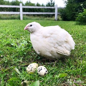 Фотография "Мои дорогие друзья,всегда теперь можете заказать свежайшее перепелиное яйцо , мясо перепелочек   (копченые,маринованные,парные)"