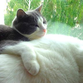 Фотография "Хороша кошачья жизнь... Стёпа на "живой" подушке..."