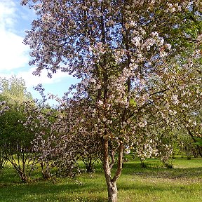 Фотография от Нина Грибуцкая (Старостина)