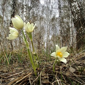 Фотография "Пусть будет на душе у Вас весна в любое время года!"