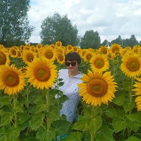 Фотография "Подсолнухи-спутники солнца,
Лишь только займётся рассвет.
Поднимут головушки молча-
Кивают прохожему вслед....."