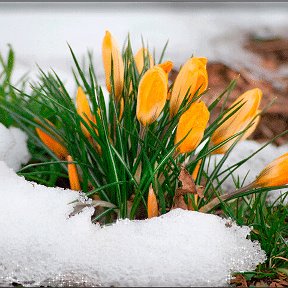 Фотография "Весна идет, весне дорогу!"