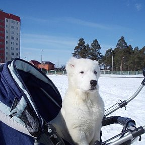 Фотография "Ждет нас якобы в своей будке )))"