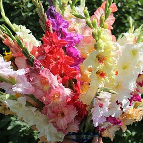 Фотография "super-gladiolus.ruСамые Красивые Российские Гладиолусы для Вас на сайте и в Клубе Любителей Гладиолуса"