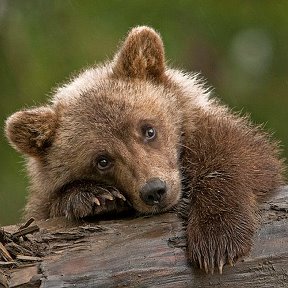 Фотография от Александр Бураков