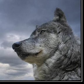 Фотография от Loving the Wolf