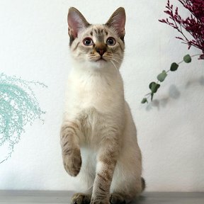 Фотография от Si-Savat Питомник тайских кошек