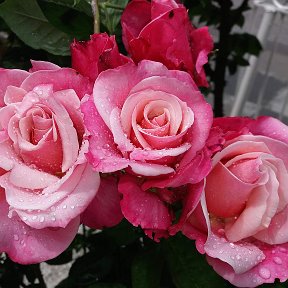 Фотография "Доброе утро мои дорогие😊🌞 Увидела сегодня очень красивые розы после дождя, с капельками, хочу поделиться с вами красотой, ведь красота и счастье в мелочах. Всем хорошего дня и хорошего настроения!"