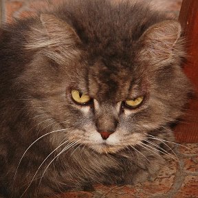 Фотография "Геленджикский кот-Бегимот"