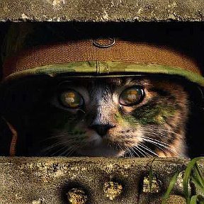 Фотография "А вы уже завербовали своего кота в ряды «Сопротивления»? http://www.odnoklassniki.ru/game/crisis?iix"