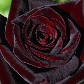 Фотография "Бордовая роза "