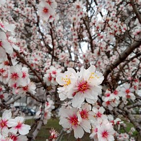 Фотография "Идёт весна, весне дорогу!!!"