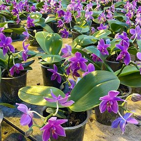 Фотография от Продажа сортовых Орхидей и орхиаты
