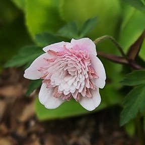 Фотография "Анемона nemorosa Pink Delight"