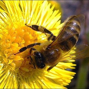 Фотография "одуванчик и пчелка"