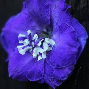 Фотография от Оксана Flowers