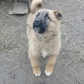 Фотография от valeh mehdiyev