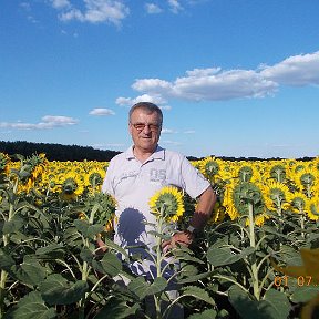 Фотография "Подсолнухи Харьковщины. Красиво."