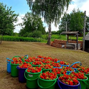 Фотография от Клубника Ярославская область