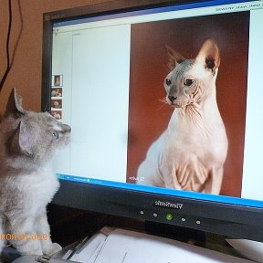 Фотография от Елена Соколова Новожилова