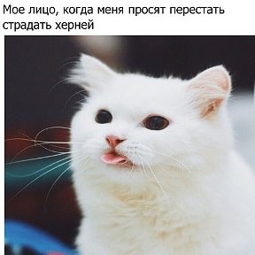 Фотография "я крутая котика"