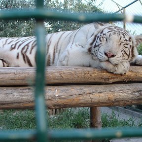 Фотография "Его величиство - тигр - отдыхает после сытного ужина."