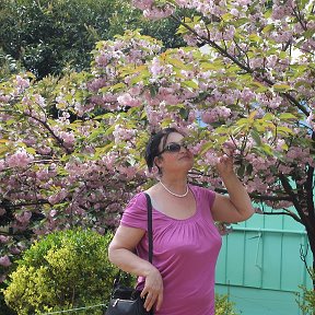 Фотография "Ялта Ботанический сад Сакура цветет весна 2016г."