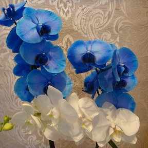 Фотография "Орхидея синяя  70-80см 6000тг, белая 3500тг синяя продана !!!!!белая продана"