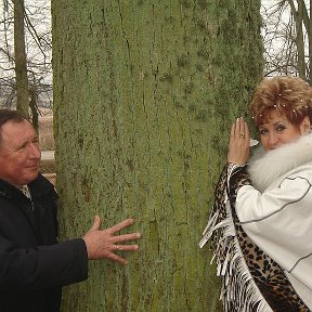 Фотография "Одна из 24 лип, образовавших аллею, ведущую к обелиску полководца Барклая-де-Толли, привезенных из Шотландии в 1818 г. , по инициативе короля Пруссии Фридриха Вильгельма третьего."