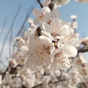 Фотография "Абрикос цветёт"