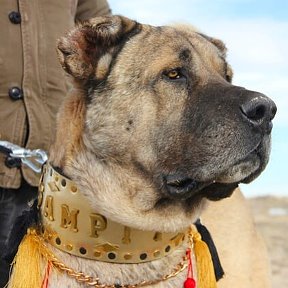 Фотография от SIVOK KENNEL 🇹🇷