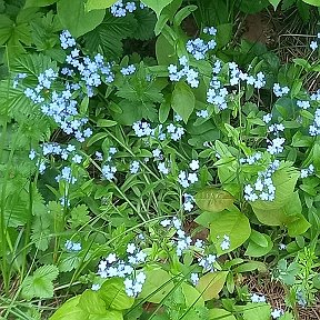 Марина Смыслова(Мазина) adlı kişiden fotoğraf