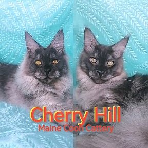 Фотография от Питомник МЕЙНКУН CherryHill Наталья