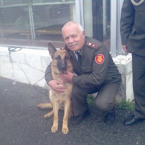 Фотография "Полицейская собачка Альфа , охраняет спокойствие граждан."