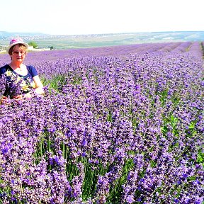 Фотография "У лаванды сиреневый цвет, у крымских гор она растет безбрежными полями! Бахчисарайский р-н, Крым"