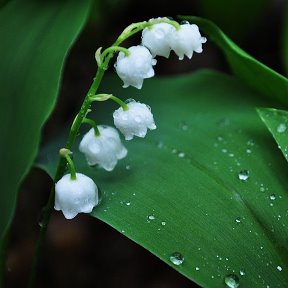 Фотография от Ландыш Билалова (Гареева)