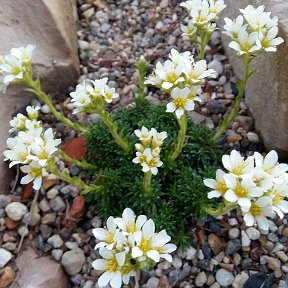 Фотография "Saxifraga × apiculat  Alba"