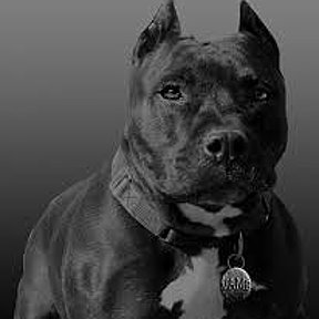 Фотография "pitbul"