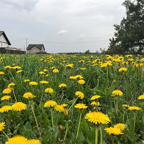 Фотография от Участки от собственника