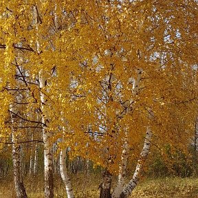 Фотография от Наталья Фефилова( Ермакова)