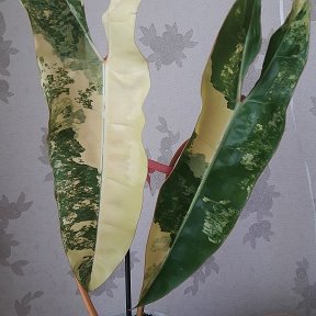 Фотография "Philodendron 'Billietiae' variegated."