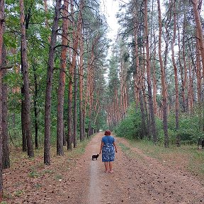 Фотография "лес у меня через дорогу и я частенько прогуливаюсь!  Там так тихо,хорошо и спокойно,такая гармония природы чувствуется! А осенью в лесу ещё красивее.........."