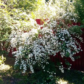 Фотография от Светлана Потапова (Орехова)