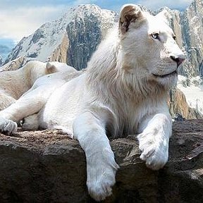 Фотография от White Lionn Lion