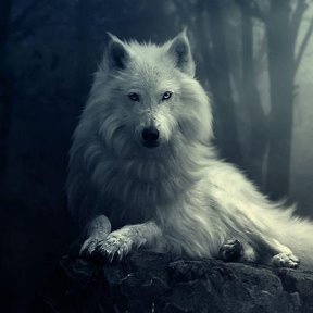 Фотография от Одинокий волк